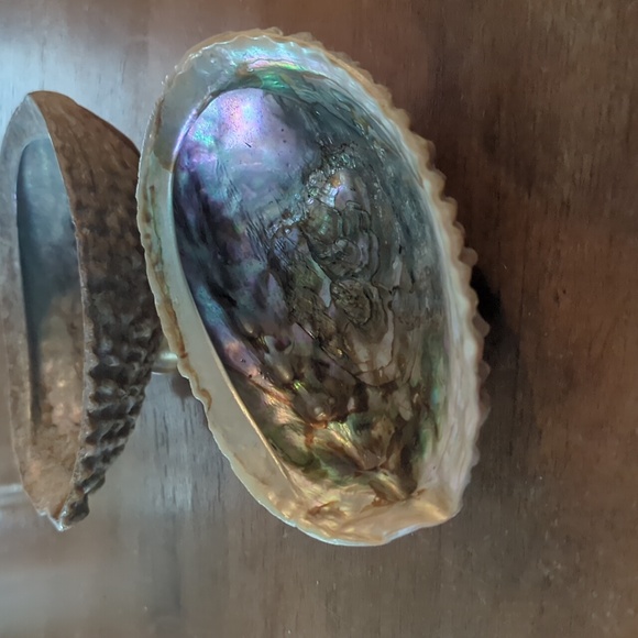 Two abalone shells - Picture 2 of 3